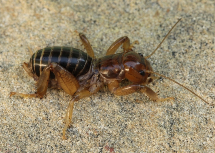 Jerusalem Cricket